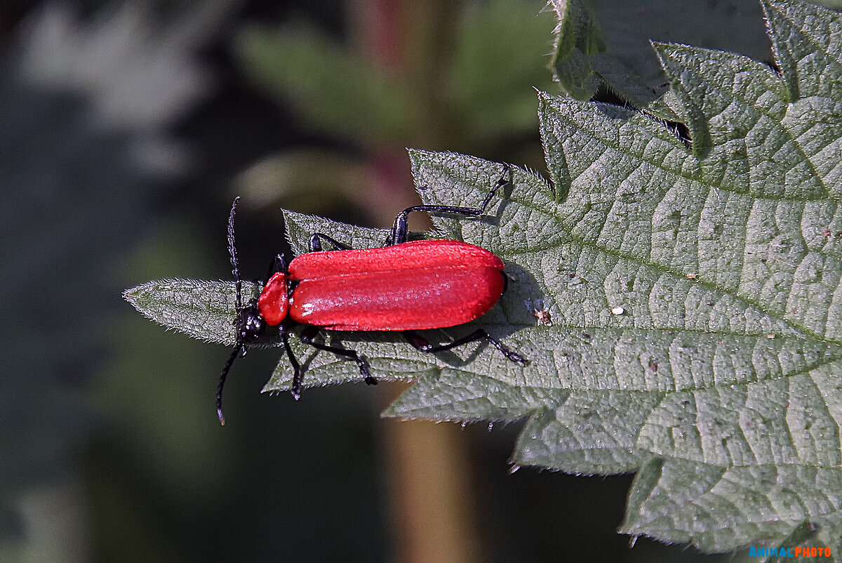 Feuerk&#228;fer