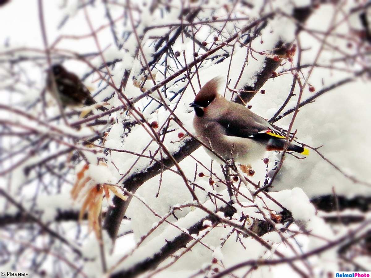 Птицы Барнаула зимой