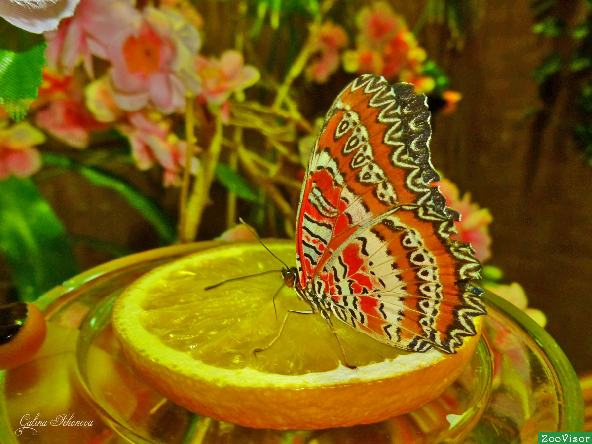 Бабочки На Апельсине