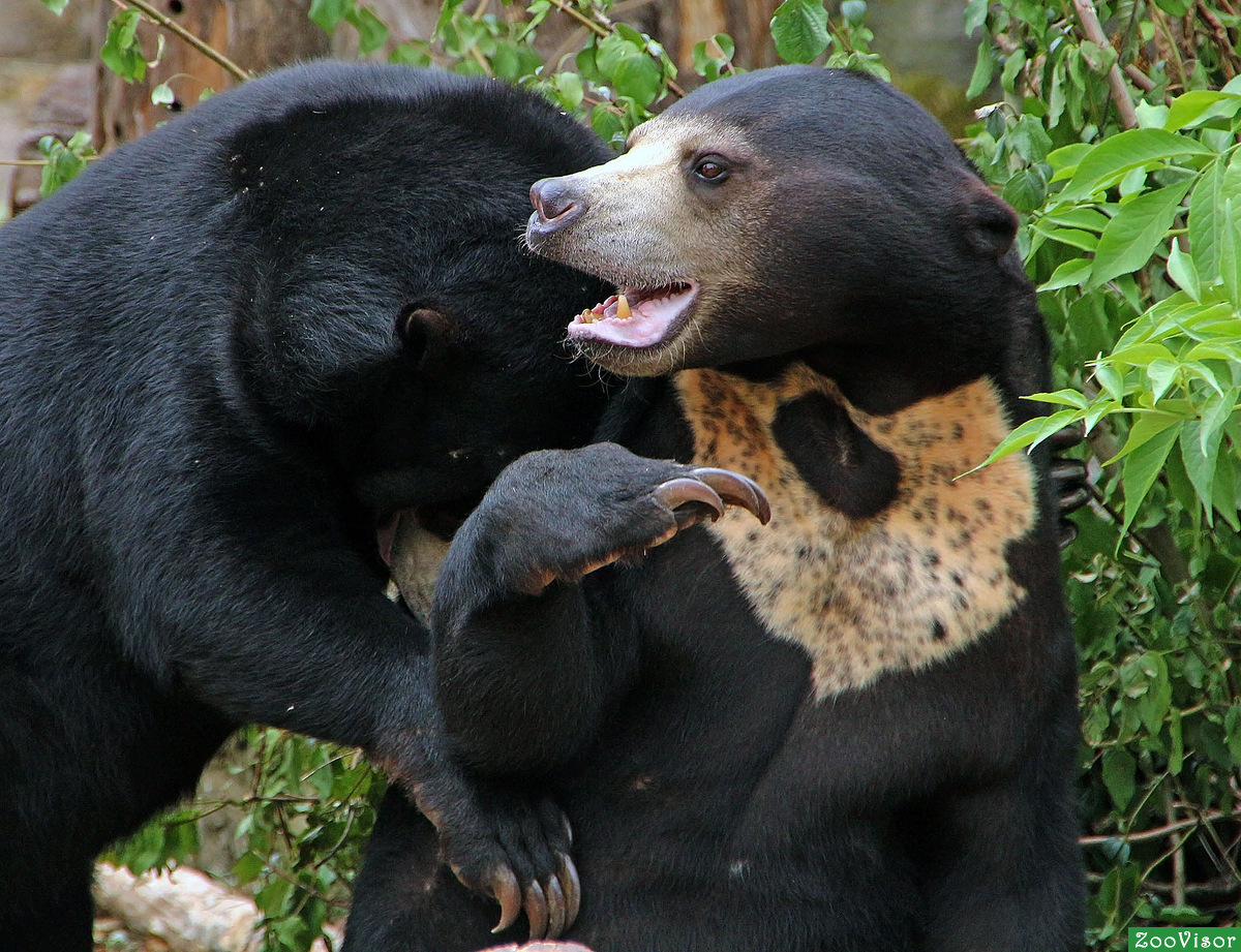 Малайский медведь и человек