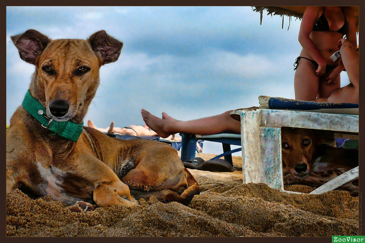 Beach Dogs,     