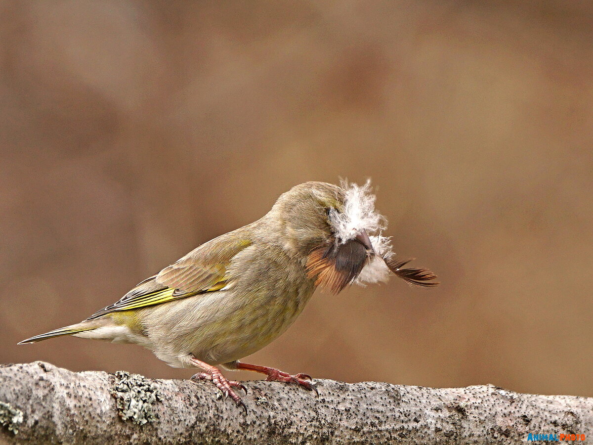   (Carduelis chloris) 