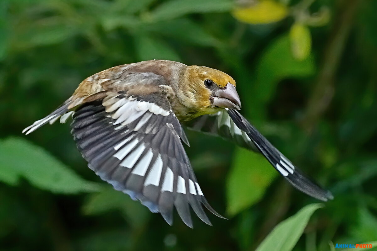   (Coccothraustes coccothraustes)