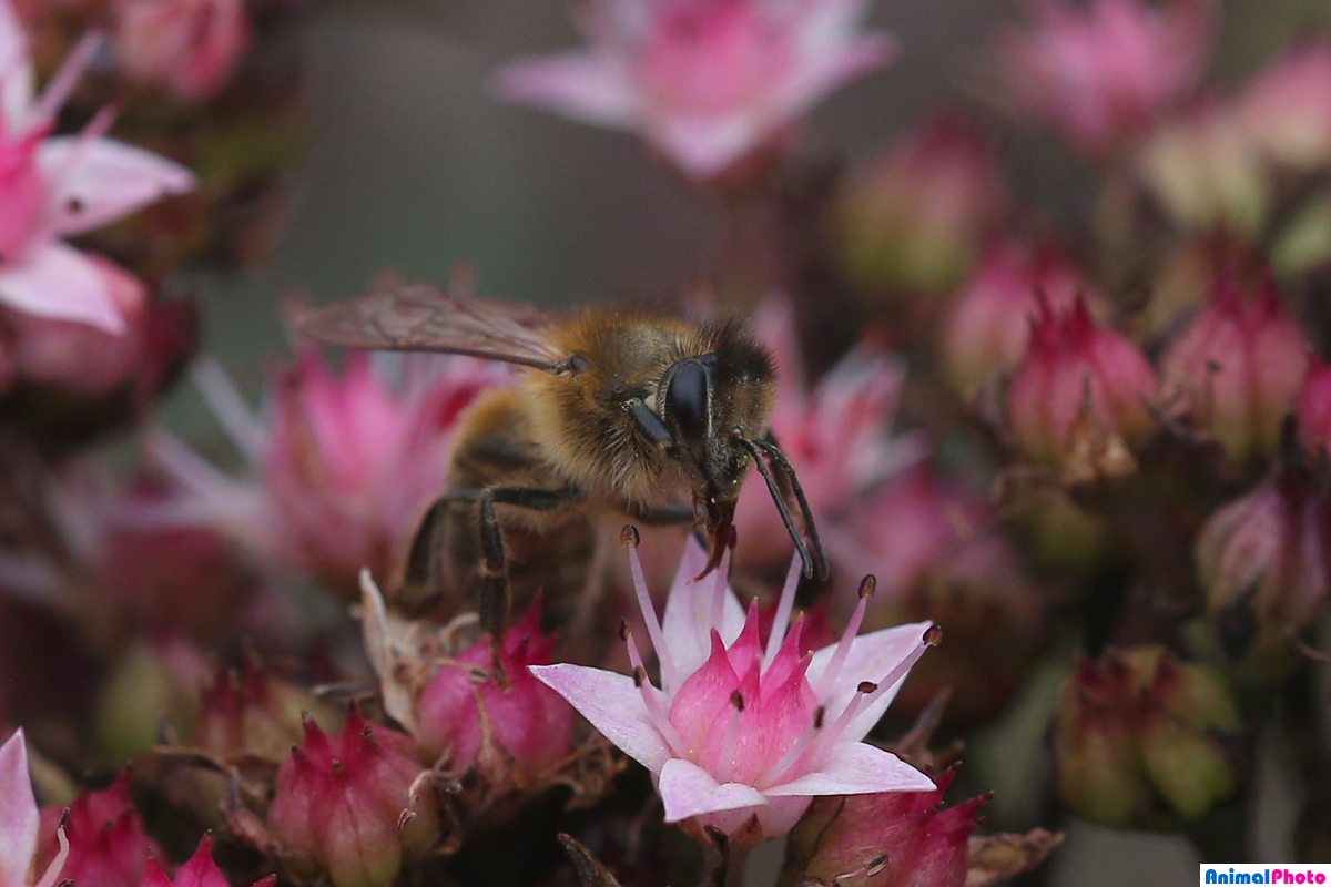 Цветок и пчёлка