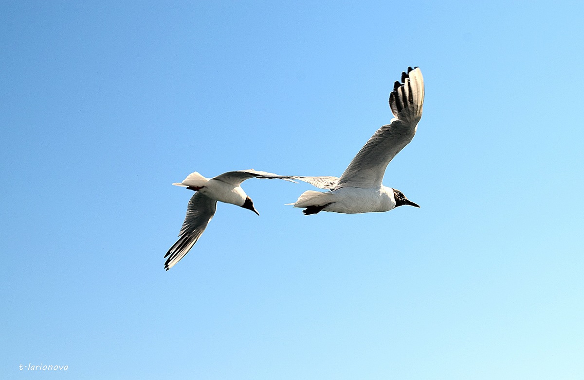 Черноморские Птицы Фото