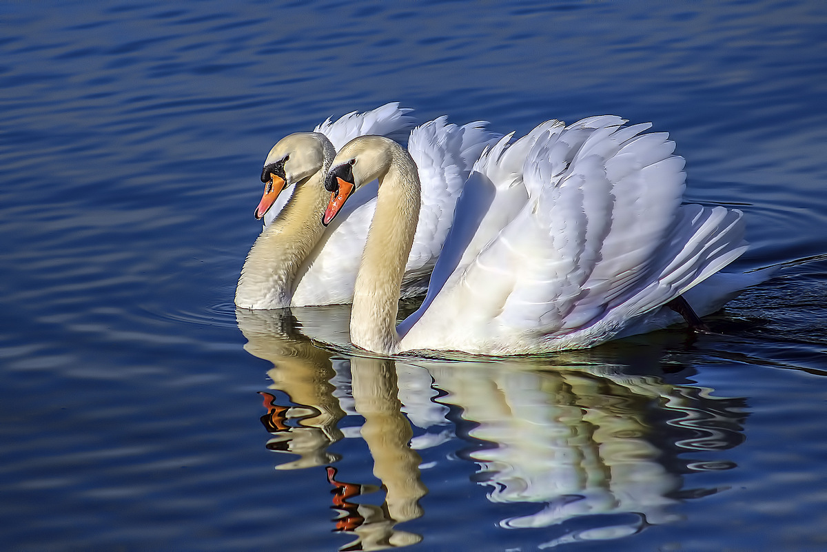 Фото лебедей на озере удачные снимки