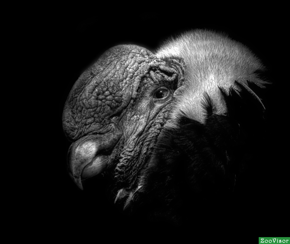 . Vultur gryphus
