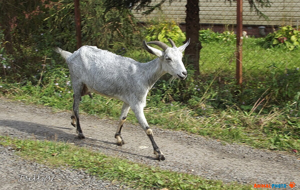 ˸   