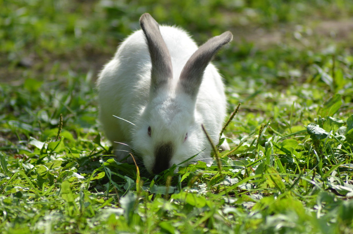 Лысый кролик фото