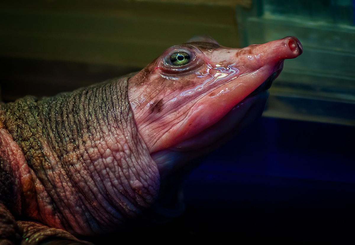 Фото животных: Носатая черепаха. Геннадий Жуков. - ANIMAL PHOTO