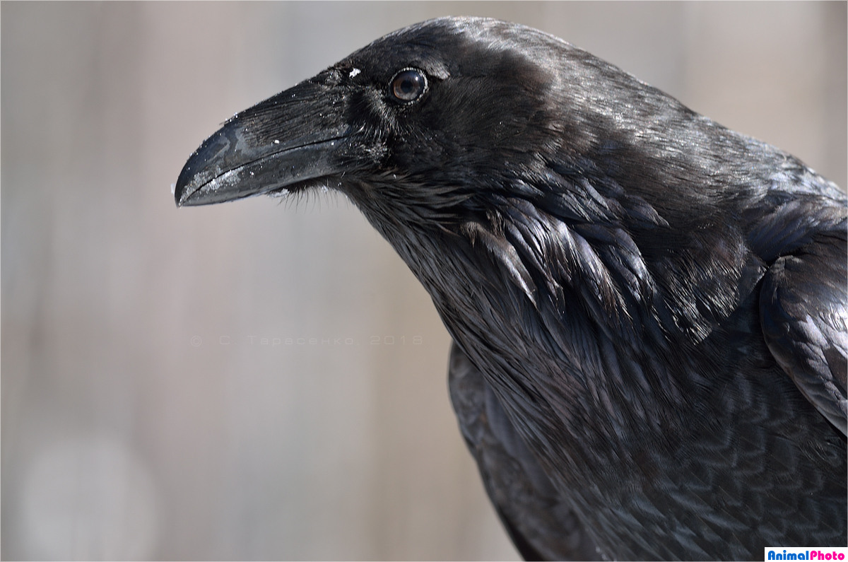  (Corvus corax).