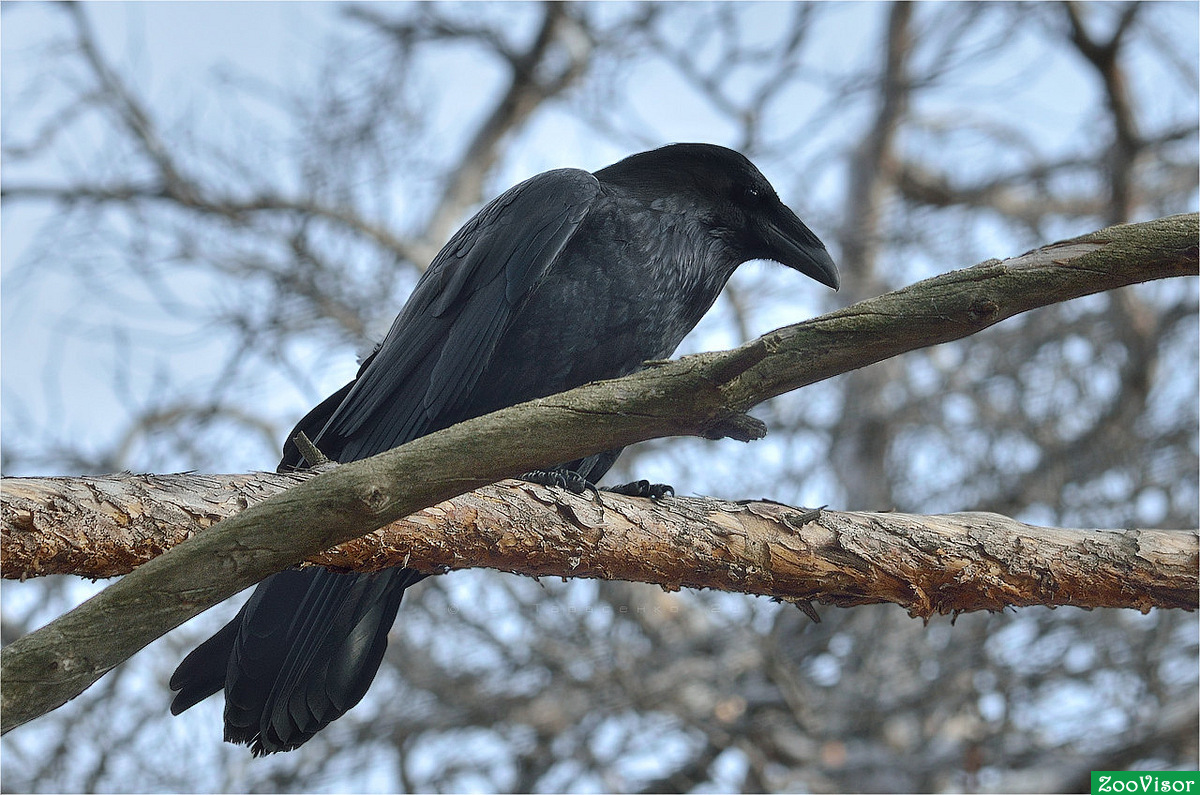 o (Corvus corax)