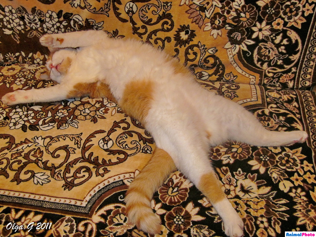 Фото животных: Спящий кот. Olga G. Фото животных - ANIMAL PHOTO
