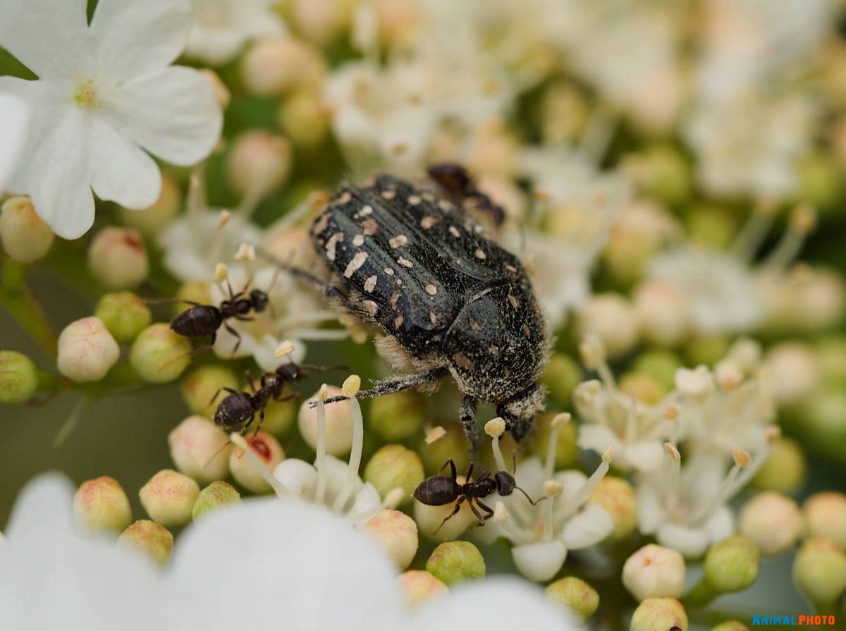 Муравьи прогоняют жука с цветов калины