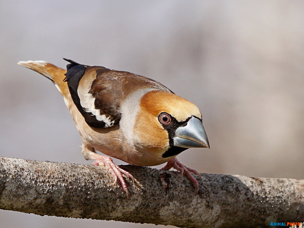   (Coccothraustes coccothraustes)