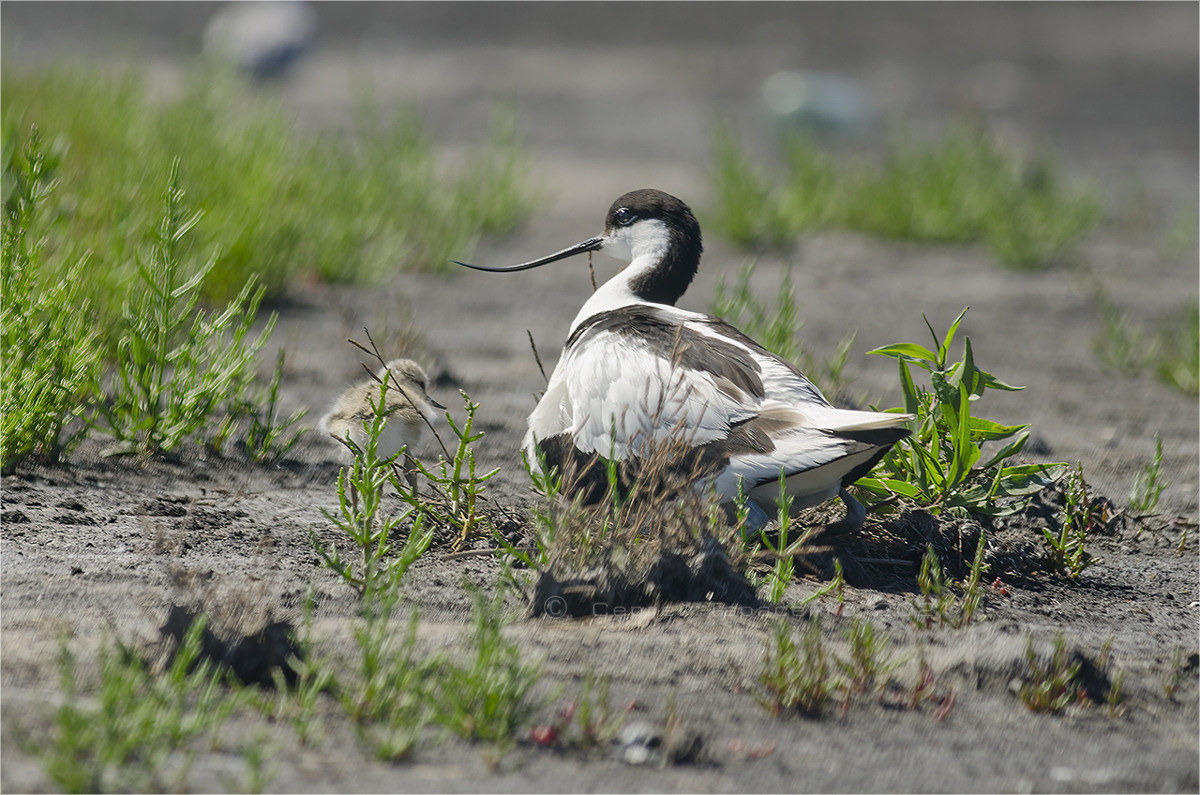 Шилоклювка Recurvirostra avosetta l. гнездо