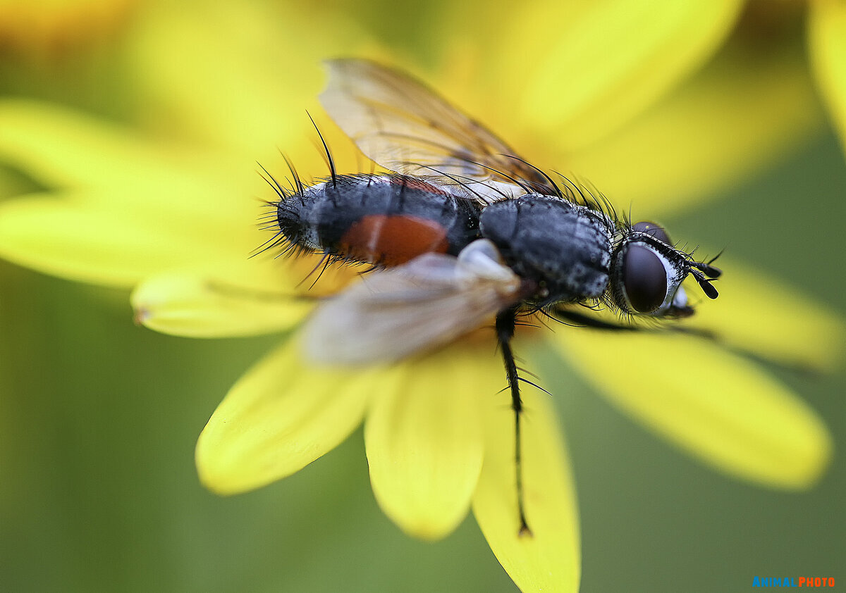 Eriothrix