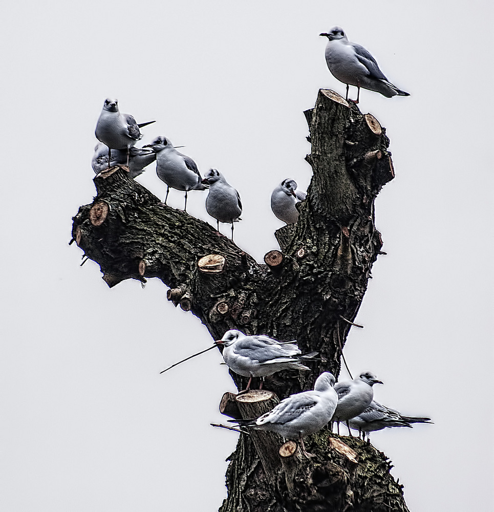 Чайки на дереве