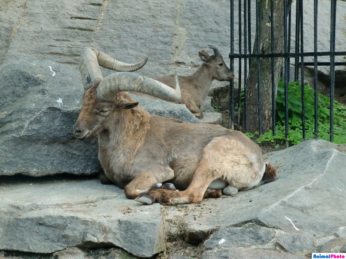 московский зоопарк животные с названиями