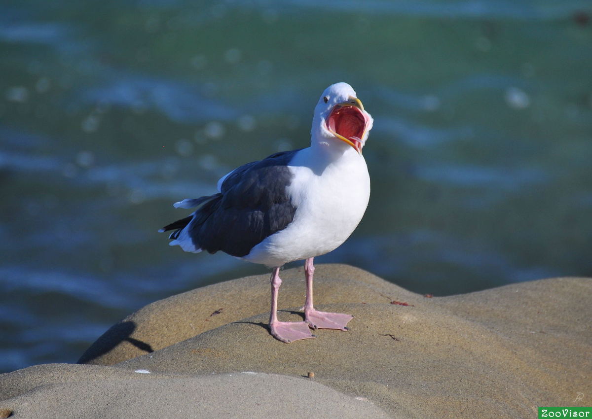 Pacific gull (Seagull) - Larus pacificus -  
