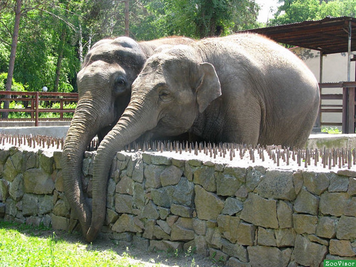 Слоны В Зоопарке
