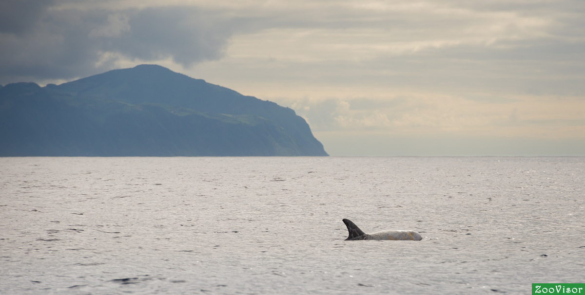 Risso's Dolphin