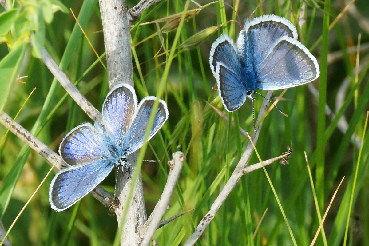 Цвета природы-бабочки-голубянки