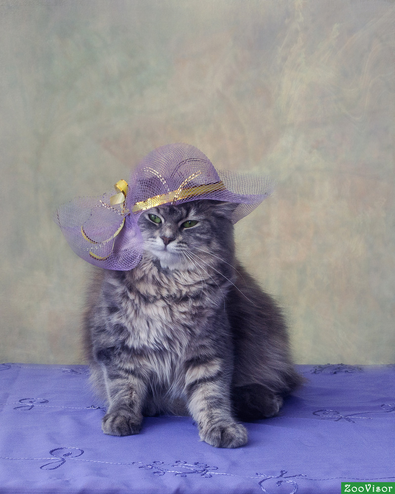 Милые котята в шляпе