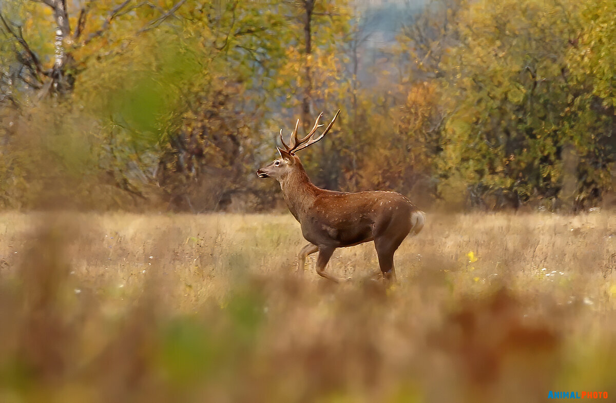   (Cervus elaphus)