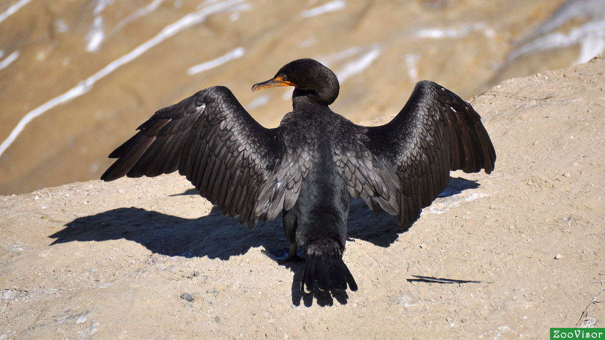 Brandt's cormorant - Phalacrocorax penicillatus -  