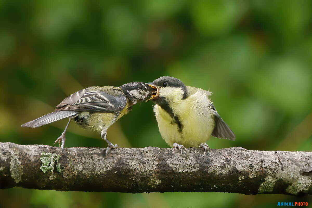   (Parus major)