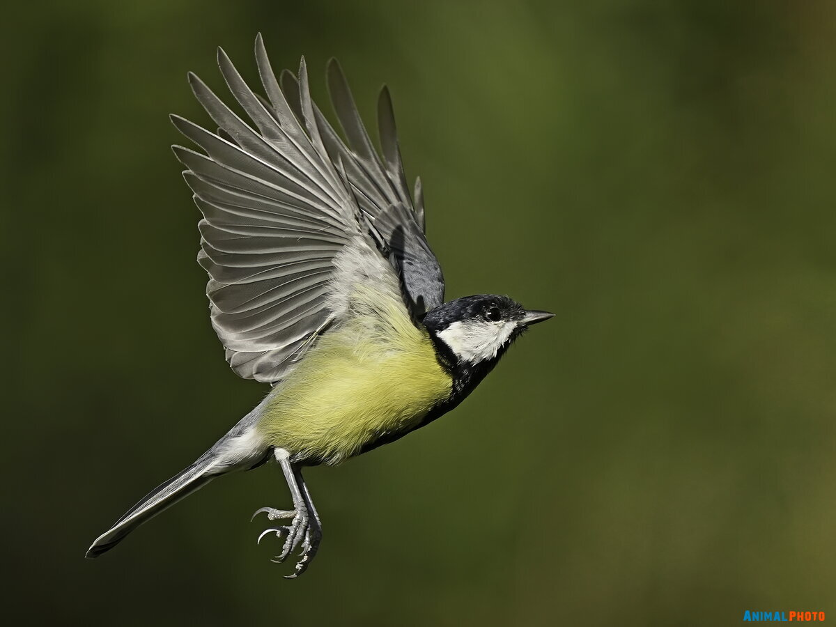   (Parus major)