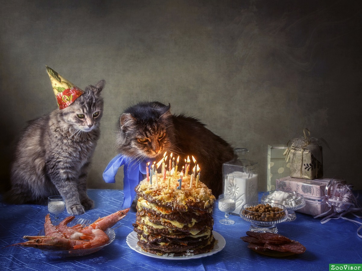 коты в день рождения