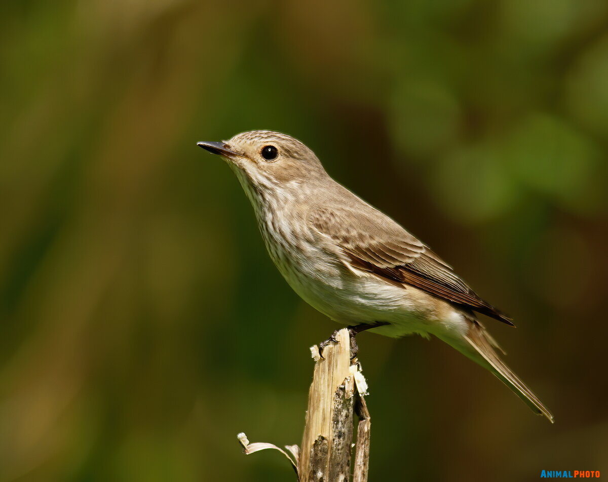   (Muscicapa striata)