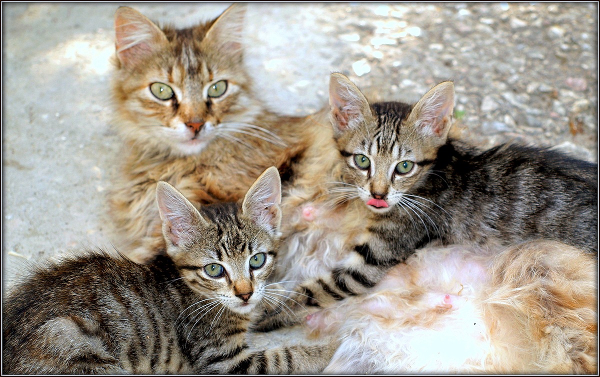 Мама-кошка и двое котят