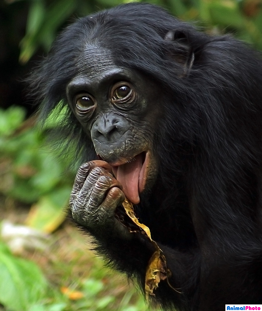 Шимпанзе бонобо. 