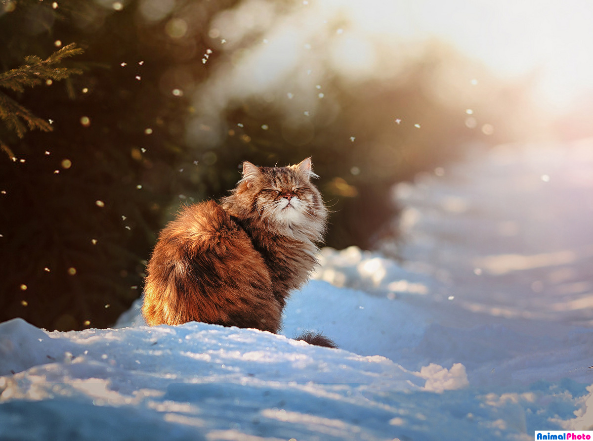 Кот зима солнце