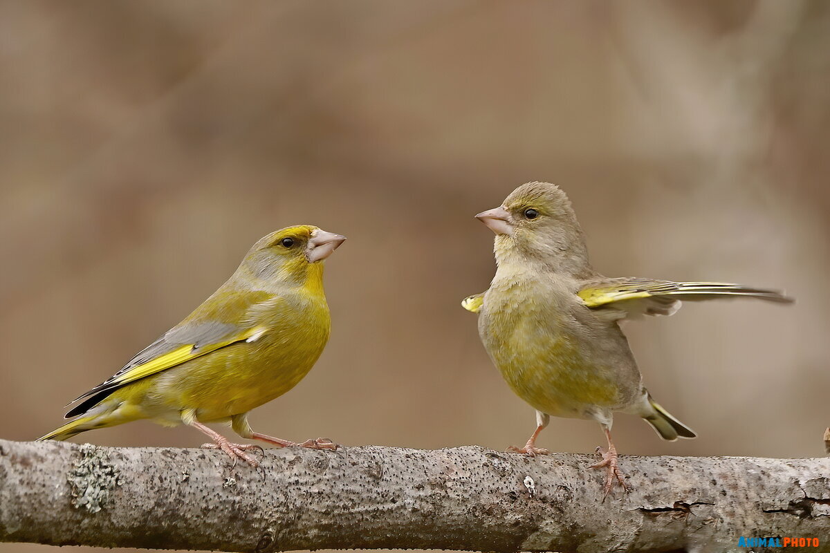   (Carduelis chloris)