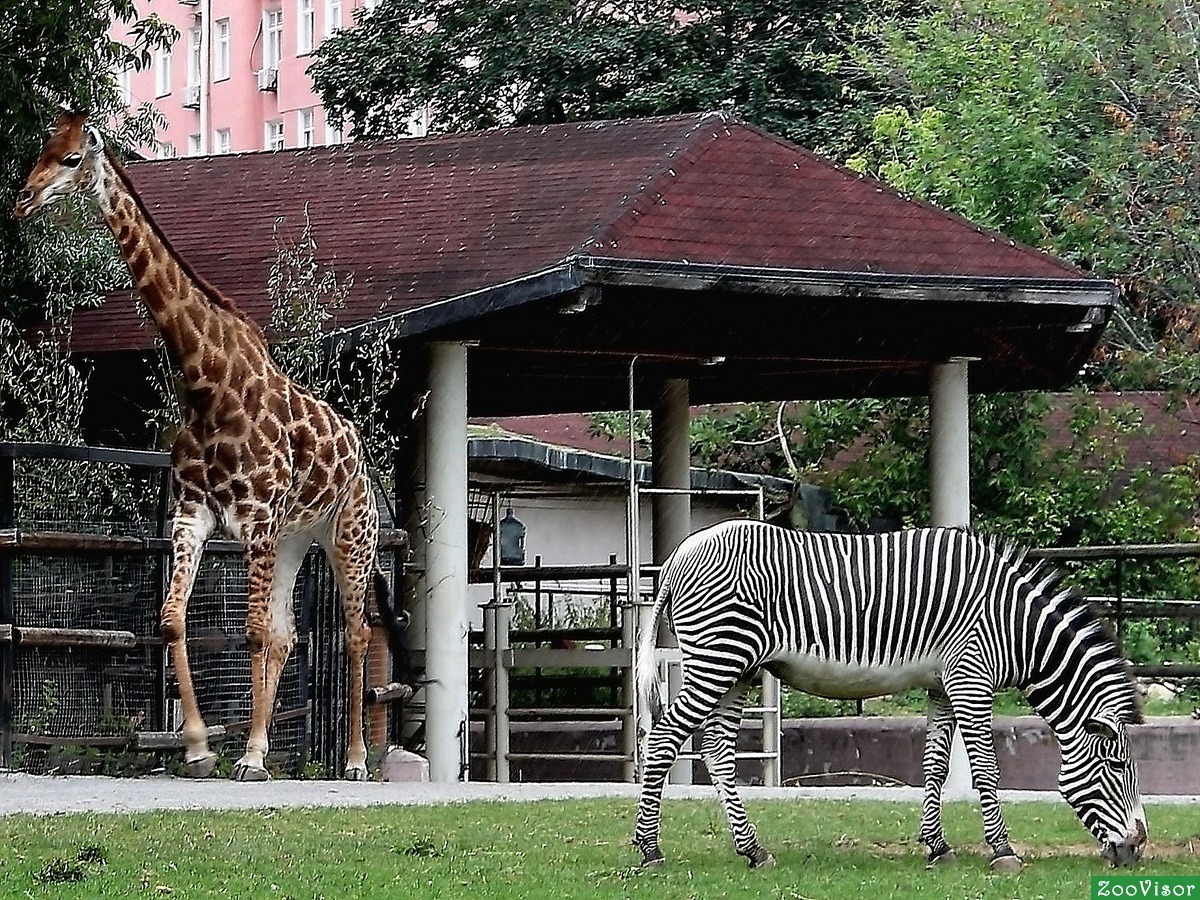 зоопарк в москве