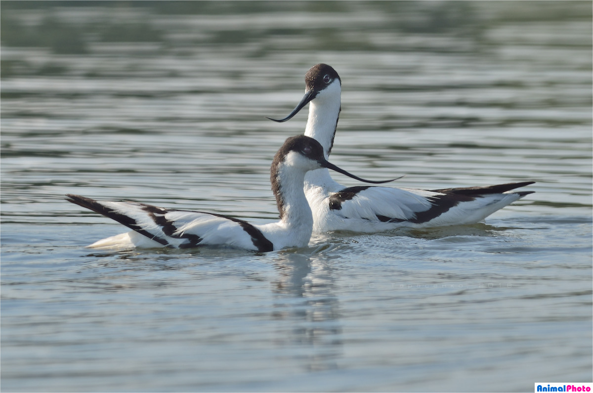 Пара шилоклювок (Recurvirostra avosetta)
