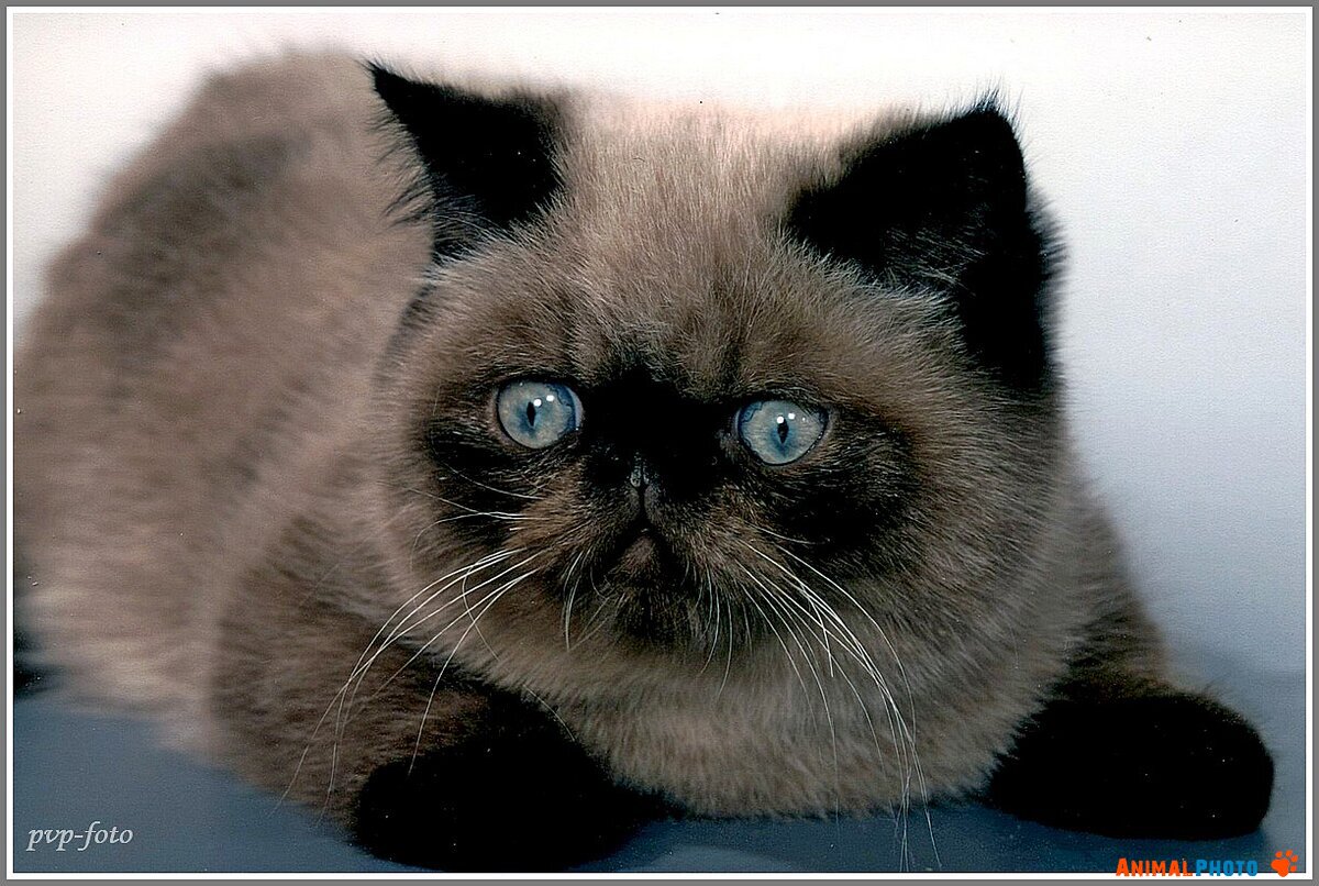 Портрет Гималайской кошки.