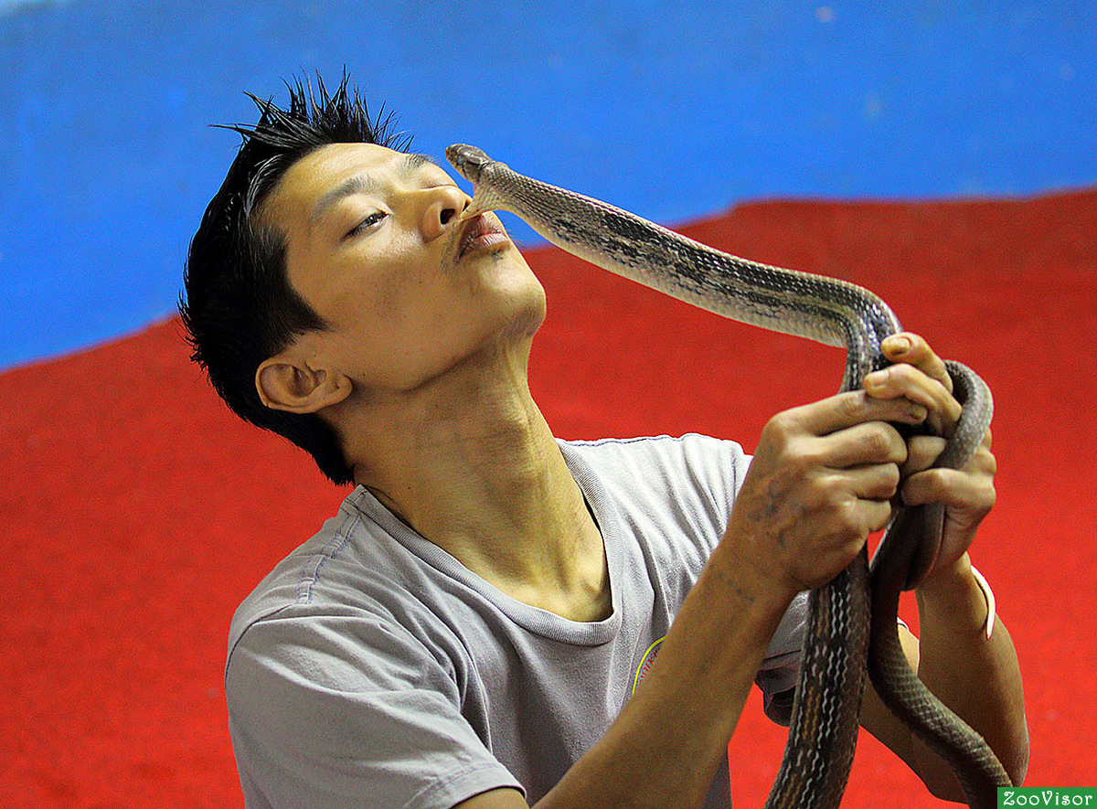 тайланд все о змеях