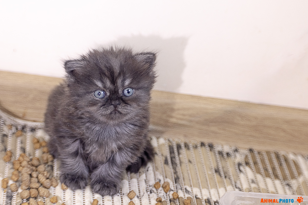 Tabby .