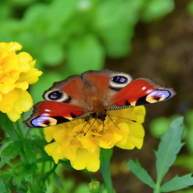 Бабочка на цветке - сюжет простой.