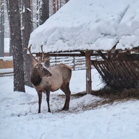 ���� ��������. �����