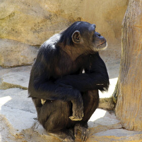 ����. ����������. To be, or not to be..?