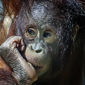 ���� ��������. ���������