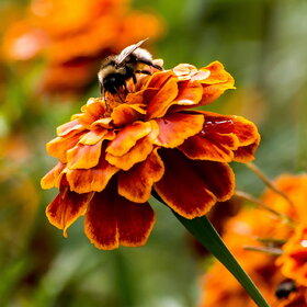 ����� ���� ��������. �������