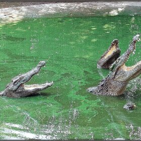 �� ����� ����������