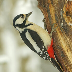 ������� ������� �����